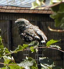 Skitter